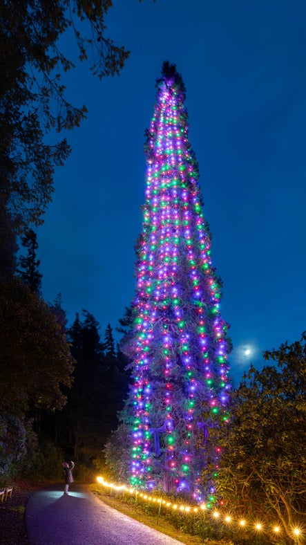A towering Giant Redwood Wellingtonia has been dressed in over 1300 multi-coloured lights to present the World's Tallest Bedded Christmas Tree